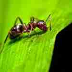 les insectes sociaux2 150x150 - Les effets de groupe chez les invertébrés dans les sociétés animales: