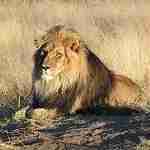 lions 150x150 - Les structures sociales dans les sociétés animales: Des carnivores en troupes