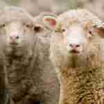 moutons et chèvres 150x150 - Les structures sociales dans les sociétés animales: Les moutons et chèvres