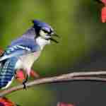 oiseaux2 150x150 - Les effets de groupe dans les sociétés animales: chez les vertébrés