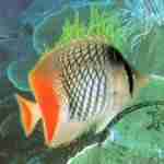poissons2 150x150 - Les effets de groupe dans les sociétés animales: chez les vertébrés