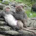 primates 150x150 - Les structures sociales dans les sociétés animales: Les primates