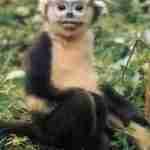 primates2 150x150 - Les structures sociales dans les sociétés animales: Les primates