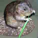 rats taupes 150x150 - Les structures sociales dans les sociétés animales: les rats-taupes