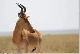 018 - Kenya-Tazanie:Masai Mara - Serengeti