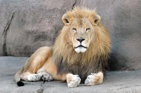 020 - Le lion