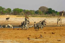 025 - Zimbabwe:parc national de Hwange