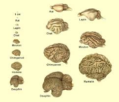 111 - Les primates : Les facteurs de l&#039;accroissement du cerveau