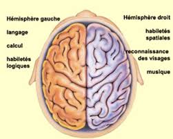 129 - La latéralisation fonctionnelle des hémisphères cérébraux