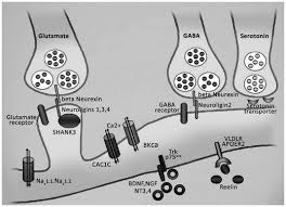 139 - Les modifications structurales : La synaptogénèse