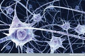 167 - Le nombre et le volume des neurones