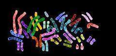 2108 - Les remaniements chromosomiques : Fusion des chromosomes