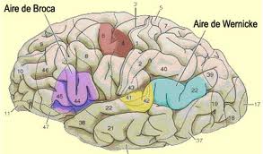 230 - La latéralisation fonctionnelle des hémisphères cérébraux