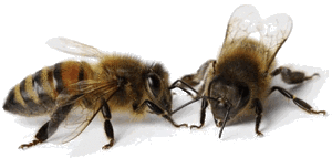 1 300x143 - Le temps du vivant : Le langage des abeilles