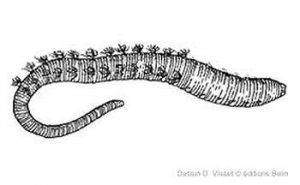 Deutérostomiens01