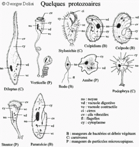 Protozoaires3