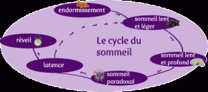 Cycle sommeil 300x133 - Cycle sommeil