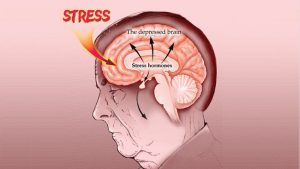 hormones du stress