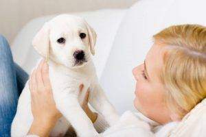 personnalité animal