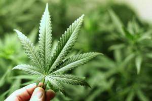 Tout savoir sur cannabis