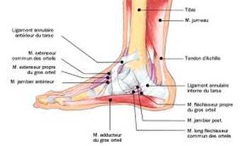 Anatomie pied - Anatomie du pied