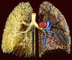 Les-poumons