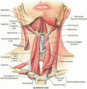 images 1 300x309 - muscles du larynx