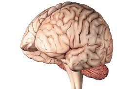 images 6 - Cerveau