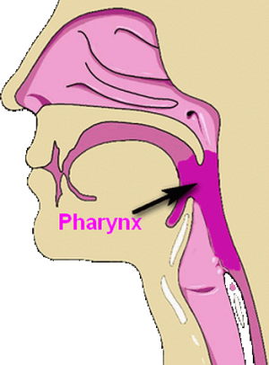 pharynx-04