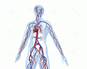 système-cardio-vasculaire-5970075