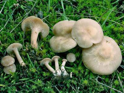 Clitocybe à Odeur De Poulailler Savoirfr