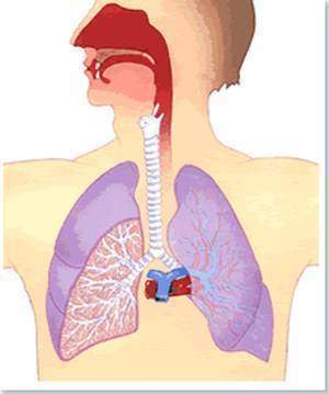 L-appariel-respiratoire