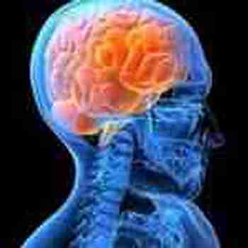 Le mental Anticancer  Le « cerveau circulant » de la psycho-neuro-immunologie