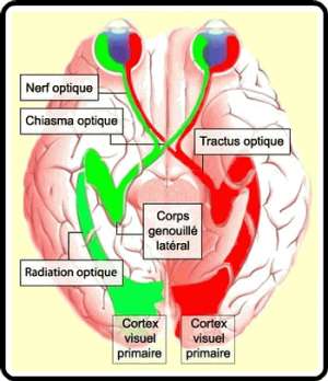 Le nerf optique 300x348 - La connexion au cerveau : Le nerf optique