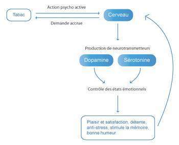 Mecanisme-de-la-dependance-tabagique