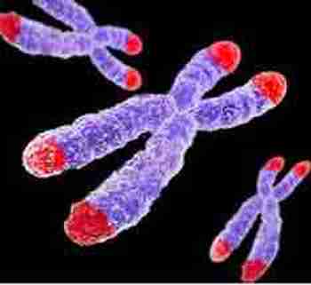 Anti-age-la-theorie-des-telomeres