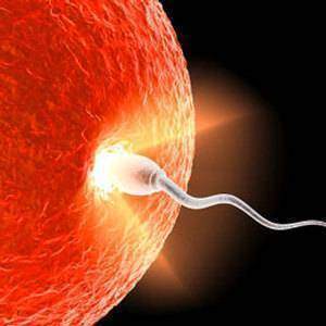La-reproduction-la-necessite-des-spermatozoides-pour-la-fecondation