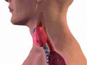 Les dysfonctionnements de la thyroïde