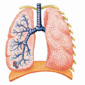 Linvention de la physiologie la respiration - L&#039;invention de la physiologie: la respiration