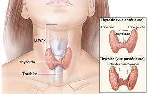 Qu est-ce que la thyroïde