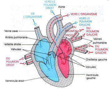 le rôle du calcium dans la contraction cardiaque
