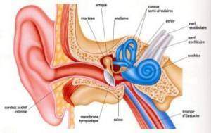 nerf-auditif