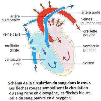 L-appareil-circulatoire-coeur-sang-et-circulation