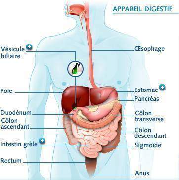 L-appareil-digestif