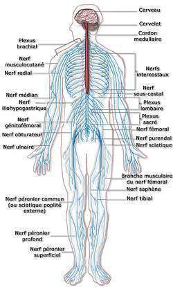 Le systeme nerveux - Le systéme nerveux