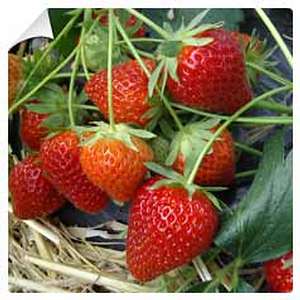 Fragaria-vesca-Le-fraisier-des-bois-beaucoup-plus-qu-un-fruit