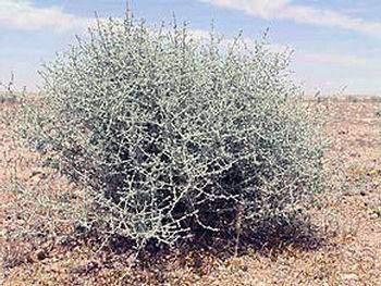 Proprietes medicinales de l armoise blanche Artemisia herba alba Asso - Propriétés médicinales de l’armoise blanche: Artemisia herba alba Asso.