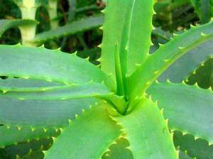 Aloes-vrai-Aloe-vera-L-Une-plante-qui-fait-du-bien