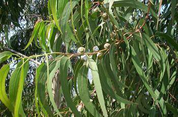 Eucalyptus-globuleux-Eucalyptus-globulus-Labill-proprietes-medicinales
