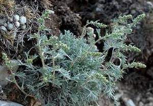 Proprietes-medicinales-de-l-armoise-champetre-Artemisia-campestris